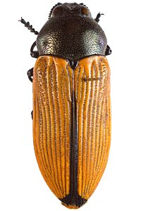 Castiarina cf. parallelipennis, PL2330, female, from Hakea leucoptera ssp. leucoptera, LE